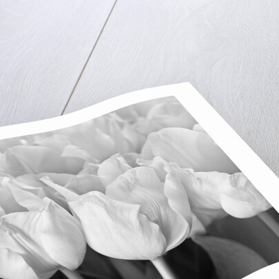 Bunch of Tulips by Assaf Frank